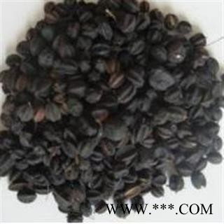 吉康药业刺五加子  刺老芽子 过风车图2