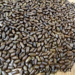 决明子 大粒决明子 精选决明子 产地 河南省图2