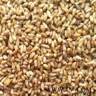 柏子仁 正品柏子仁 统货 产地 山东省图2