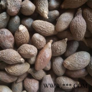 大海 胖大海圆粒统货 产地 广西壮族自治区图2