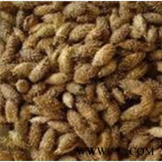 苍耳子 苍耳子统货 产地 内蒙古自治区图3