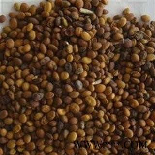 小丽百草行苦豆子今年新货图2