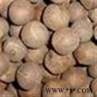 海椰皇 海耶果 复椰子 非洲海椰皇图2