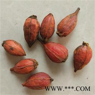 栀子 精选栀子大选货 产地 福建省图2