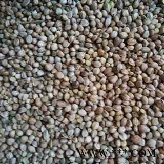 火麻仁 火麻仁大粒 产地 四川省图2