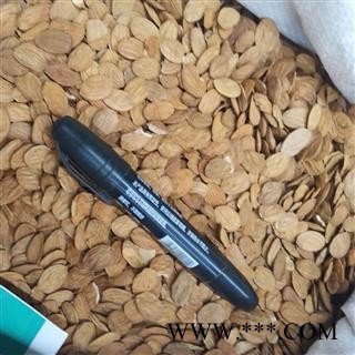 桃仁 桃仁统货 产地 山东省图2