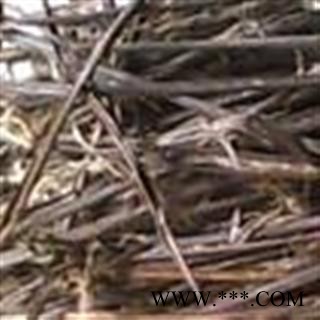 小丽百草行 梓实 梓实图2