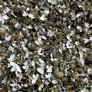 吉康药业  中药材  青皮 四花青皮图2