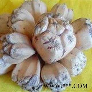 吉康药业滴血莲花原籽 滴血莲花菩提子山菠萝 野菠萝 露兜树图2