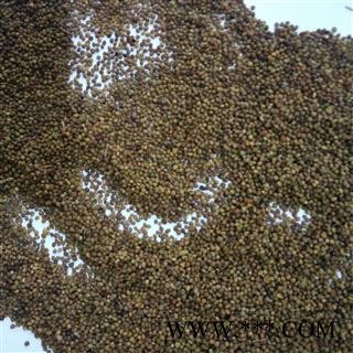 菟丝子 菟丝子精选货 产地 内蒙古自治区图2