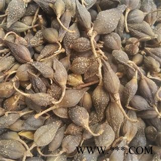 连翘 青翘选货 产地 山东省图3