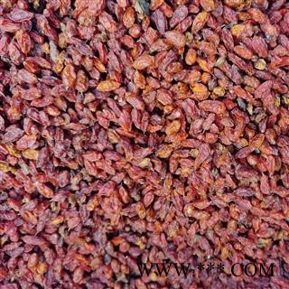 沙棘1000克促销批发价 大统 产地 新疆维吾尔自治区哈密地区巴里坤哈萨克自治县 大货批发价图2