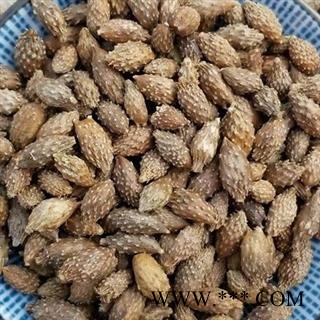 吉康药业苍耳子去刺 两个角选货产地直供大货可走饮片厂图2