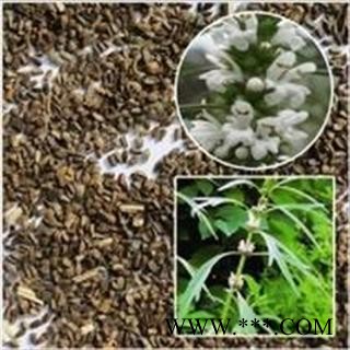 充蔚子  益母子、冲玉子、益母草子、小胡图2