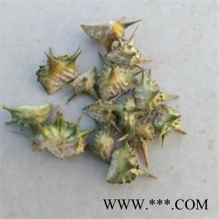 刺蒺藜 白蒺藜  2021产地 内蒙古自治区呼和浩特市玉泉区图2