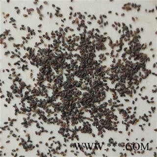 车前子 车前子净货  精选颗粒 产地 江西省图2