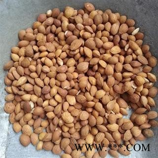 山桃仁 山桃仁选货 产地 山西省图2