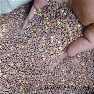 莱菔子 莱菔子统货 产地 甘肃省图2