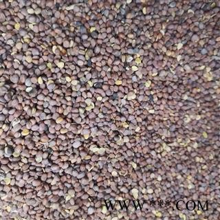 莱菔子 莱菔子统货 产地 甘肃省图4