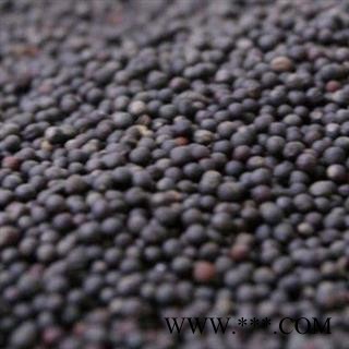 吉康药业 云台子 芸台子 油菜籽图2