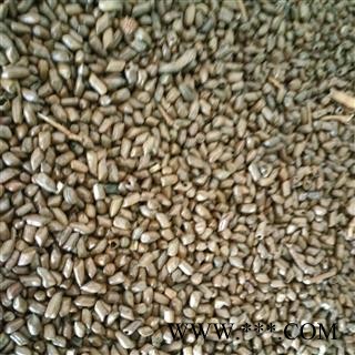 炒决明子 泡茶用炒决明子  国产决明子选货 产地 安徽省图2