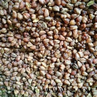 荞麦 苦荞茶 苦荞麦 黑苦荞 产地 云南省图1