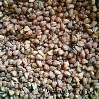 荞麦 苦荞茶 苦荞麦 黑苦荞 产地 云南省图2