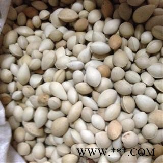 精品选装新货带皮白果 产地直销 批发各种规格名贵药材图2