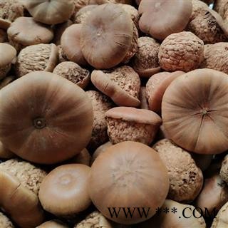 吉康药业 风流果 龟头子 壮阳果 新货颜色好产地 直销广西柳州图3