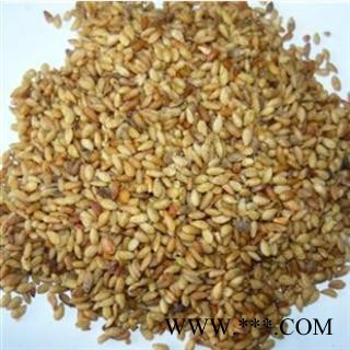 柏子仁 产地直销新货柏子仁好统货，产地 山东省图3