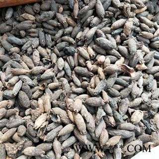 母丁香 母丁香选货 产地 广西壮族自治区图3