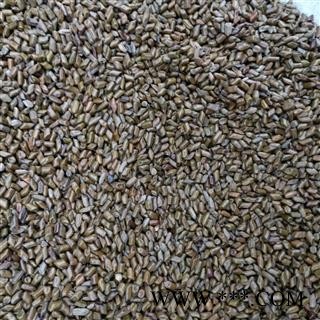 决明子 国产决明子选货 产地 山东省图3