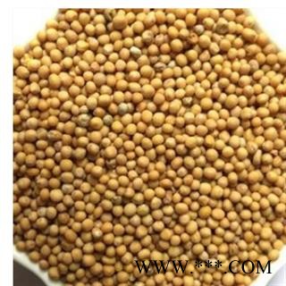 白芥子 正品四川白芥子 产地 四川省图2