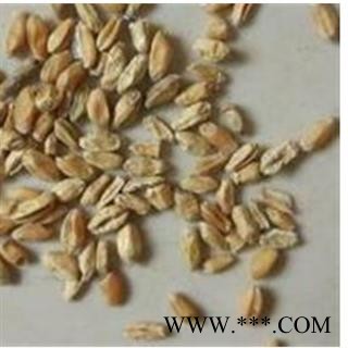 浮小麦 浮小麦净货 产地 山东省图3