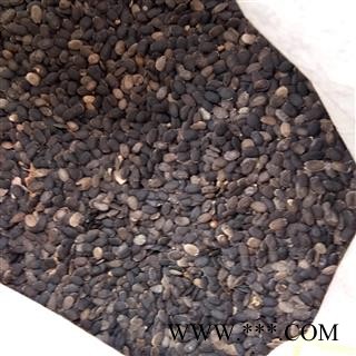 丝瓜籽 丝瓜子 产地 浙江省图2