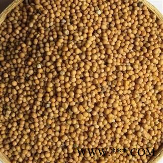 白芥子 选 产地 四川省 国药堂 专注品质图2