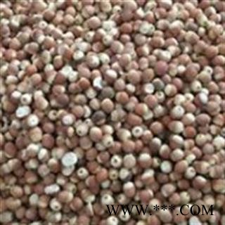 芡实个 精品芡实0.8 今年新货 低价促销 产地 广东省图2