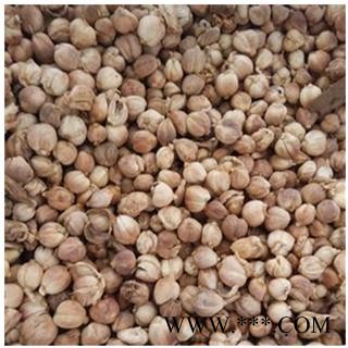 白豆蔻 白寇 白扣 白蔻 统 产地 广西图2