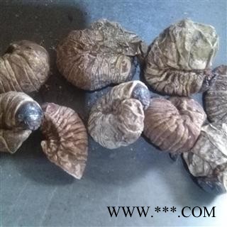 小丽百草行芝麻虫无硫新货 豆虫 干品芝麻虫 豆天蛾 豆丹图2