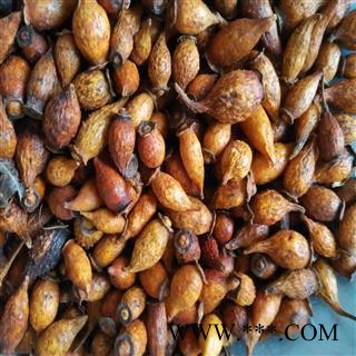 金樱子 金樱子后期统货 产地 江西省图2