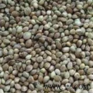 火麻子 精选火麻仁大粒 饱满 油性大 产地 甘肃省图2