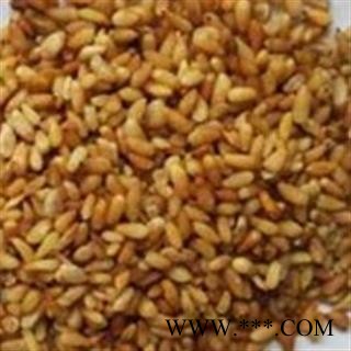 柏子仁 柏子仁精选货 净货 无杂质 真正好货 产地 山东省图2