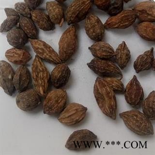 小丽百草行益智 益智仁 好统货 颜色好 味道足图3