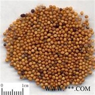 吉康药业白芥子 统 产地 内蒙古自治区赤峰市市辖区好统货图2