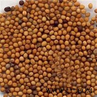 吉康药业白芥子 统 产地 内蒙古自治区赤峰市市辖区好统货图3