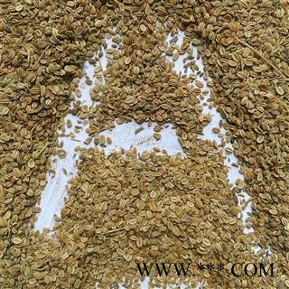 蛇床子 蛇床子净货 产地 河南省图2