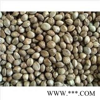 火麻仁统货无杂质干净图2