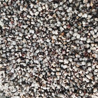 王不留行 河北王不留行选货 产地 河北省图2