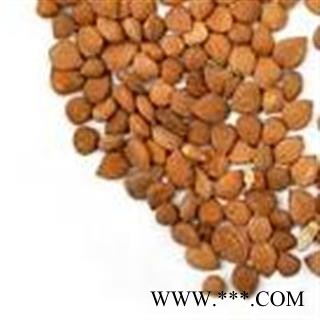 杏仁 1000克促销批发价苦杏仁选货 产地 山西省 大货批发价图3