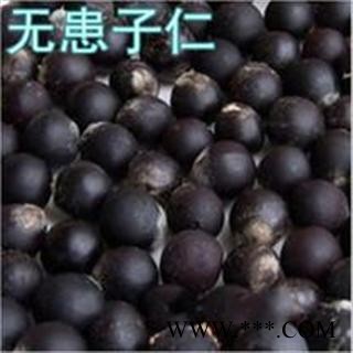 中药材 无患子核（去皮无患子） 无患子仁 木患子 佛珠材料图2